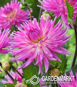 Dahlia Kaktusdahlie Orchid Princess 1 St.