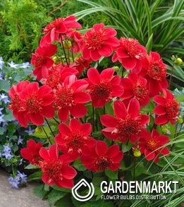 Dahlia Anemonendahlie Inca 1 St.