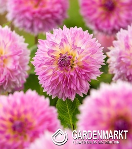 Dahlia Gefranste Dahlie Sakura Fubuki 1 St.