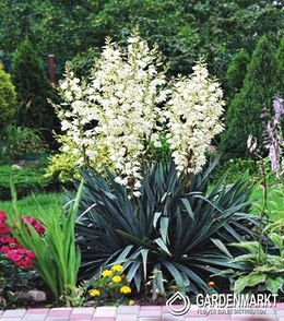 Yucca Filamentosa 1 St.