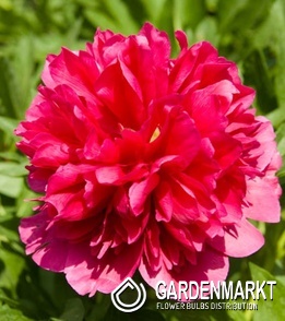 Paeonia Pfingstrose Many Happy Returns 1 St.