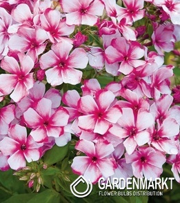 Phlox paniculata Flammenblume Neon Flare 1 St.