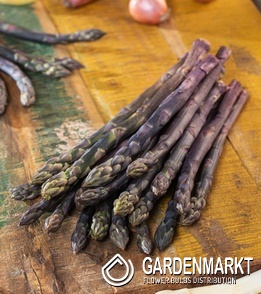 Asparagus officinalis Spargel Erasmus 1 St.