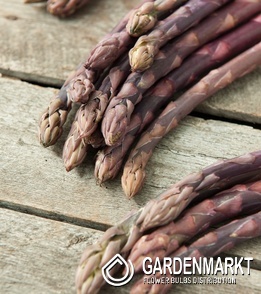 Asparagus officinalis Spargel Pacific Purple 1 St.
