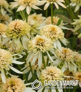 Echinacea Sonnenhut Eccentric Yellow 1 St.