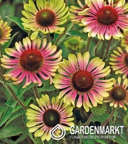 Echinacea purpurea Sonnenhut Prairie Blaze Vintage Lime 1 St.
