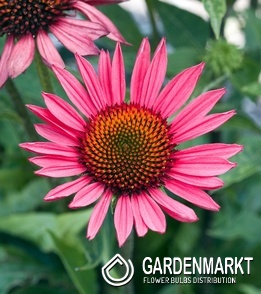 Echinacea purpurea Sonnenhut Vintage Wine 1 St.