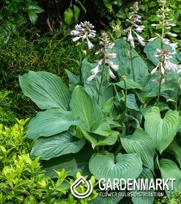 Hosta Funkie Blue Mammoth 1 St.