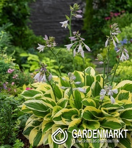 Hosta Funkie Brim Cup 1 St.