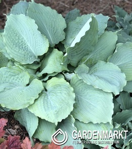 Hosta Funkie Diamond Lake 1 St.