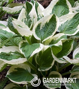 Hosta Funkie Diana Remembered 1 St.