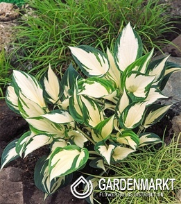 Hosta Funkie Fire and Ice 1 St.
