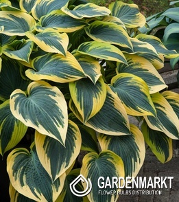 Hosta Funkie First Frost 1 St.