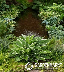 Hosta Funkie Francee 1 St.