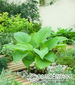 Hosta Funkie Guacamole 1 St.