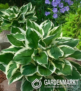Hosta Funkie Minuteman 1 St.