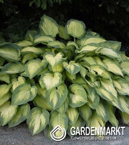 Hosta Funkie Pauls Glory 1 St.