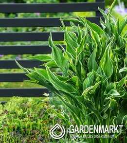 Hosta Funkie Praying Hands 1 St.