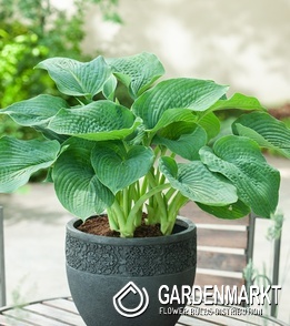 Hosta Funkie Siboldiana Elegans 1 St.