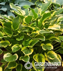Hosta Funkie So Sweet 1 St.