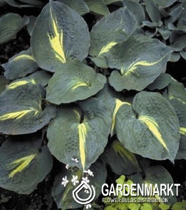 Hosta Funkie Thunderbolt 1 St.