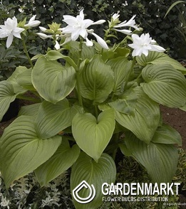 Hosta Funkie Venus 1 St.