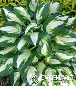 Hosta Funkie Vulcan 1 St.