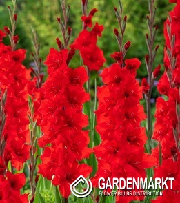 Gladiolus Großblumige Gladiole Roma 5 St.