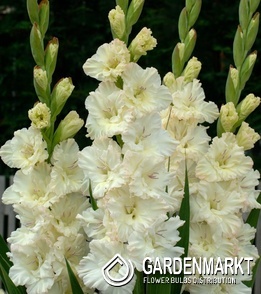 Gladiolus Großblumige Gladiole Sweet Crystal 5 St.