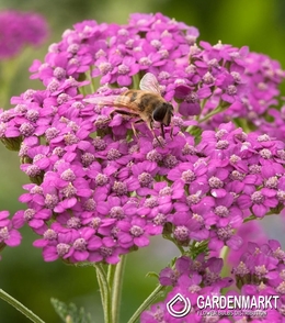 Achillea - Lilac Beauty 1 st.