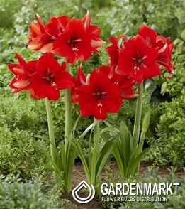 Hippeastrum Ritterstern Love Heart 1 St.