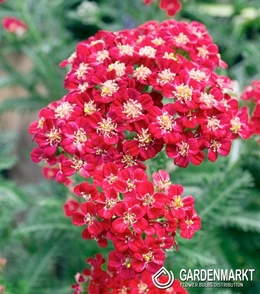 Achillea - Red Velvet 1 st