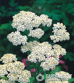 Achillea - Millefolium White 1 St.
