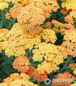 Achillea - Terracotta 1 st.