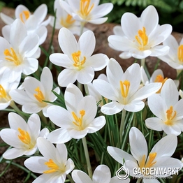 Frühlings Krokus Barr's Purple 10 St.