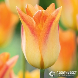 Tulpe Triumph Moonblush 5 St.