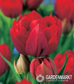 Tulpe Exklusiv Double Red Riding Hood 5 pcs