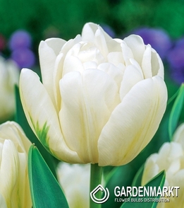 Gefüllte Tulpe Up White 5 St.