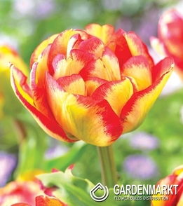 Gefüllte Tulpe Mayfair 5 St.