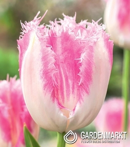 Gefranste Tulpe Huis Ten Bosch 5 St.