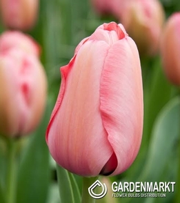 Darwin-Hybrid-Tulpe Salmon Impression 5 St.