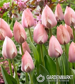 Darwin-Hybrid-Tulpe Salmon Van Eijk 5 St.