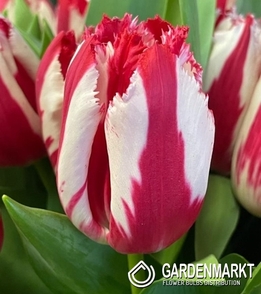 Gefranste Tulpe Happy Clown 5 St.