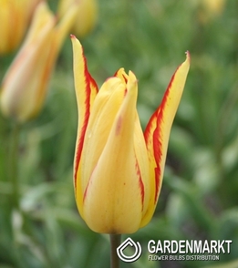 Botanische Tulpe Mauritsiana Cindy 5 St.