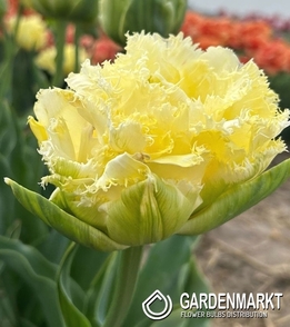 Gefüllte gefranste Tulpe Vanilla Dance 5 St.