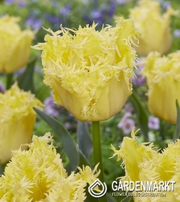 Gefranste Tulpe Fringed Lady 5 St.