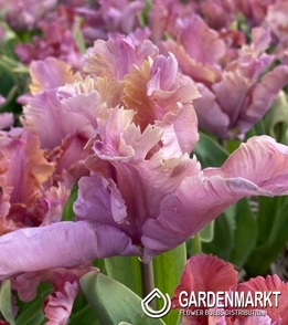 Triumph-Tulpe Vavos 5 St.