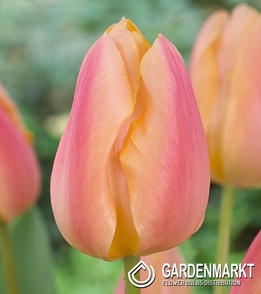 Triumph-Tulpe Apricot Favourite 5 St.