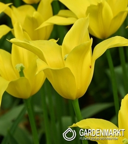 Lilienblütige Tulpe Flashback 5 St.