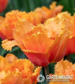 Gefranste Tulpe Orange Passion 5 St.